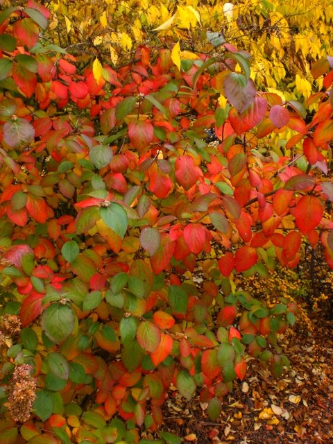 Viburnum x carlcephalum automne